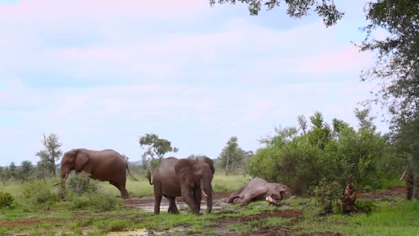 Aseo Elefantes Baños Barro Parque Nacional Kruger Sudáfrica Especie Loxodonta — Vídeos de Stock
