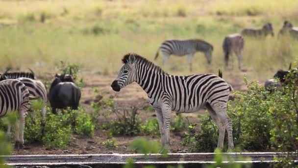 在南非克鲁格国家公园背光下 平原斑马在水坑边饮水 南非Equidae的Specie Equus Quagga Burchellii科 — 图库视频影像
