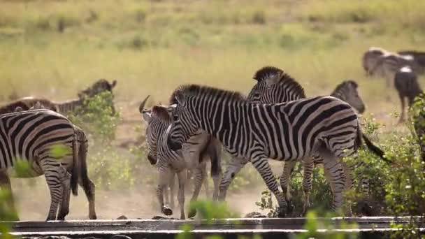 南アフリカのクルーガー国立公園のバックライト付きの水飲み場での平原ゼブラ Equidaeの種Equus Quagga Burchelli家族 — ストック動画