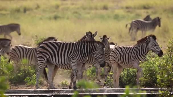 Plains Zebra Drinking Waterhole Backlit Kruger National Park Sudáfrica Specie — Vídeo de stock