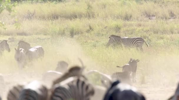 南アフリカのクルーガー国立公園にバックライト付きの平原ゼブラとブルーの野生動物グループ EquidaeのSpecie Equus Quagga Burchelliファミリー — ストック動画