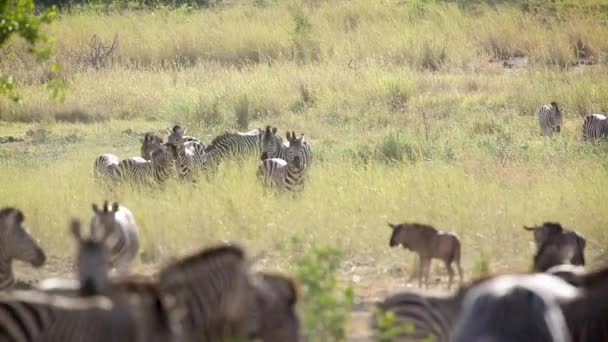南非克鲁格国家公园背光下的草原斑马和蓝色的羚羊群 Equidae的Specie Equus Quagga Burchellii科 — 图库视频影像