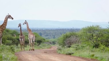 Güney Afrika Kruger Ulusal Parkı 'ndaki safari yolunda sarılan zürafalar; Giraffidae familyasından Specie Giraffa camelopardalis.