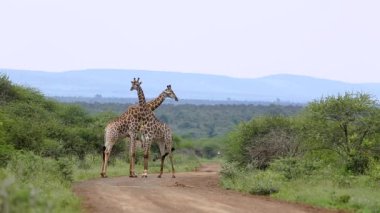 Güney Afrika Kruger Ulusal Parkı 'ndaki safari yolunda sarılan zürafalar; Giraffidae familyasından Specie Giraffa camelopardalis.