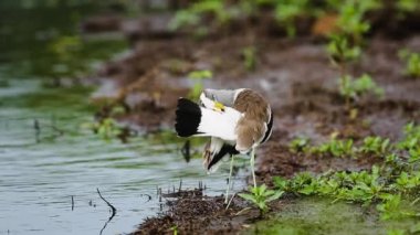 Güney Afrika 'daki Kruger Ulusal Parkı' nda beyaz başlı Lapwing bakımı ve bakımı; Charadriidae familyasından Specie Vanellus albiceps