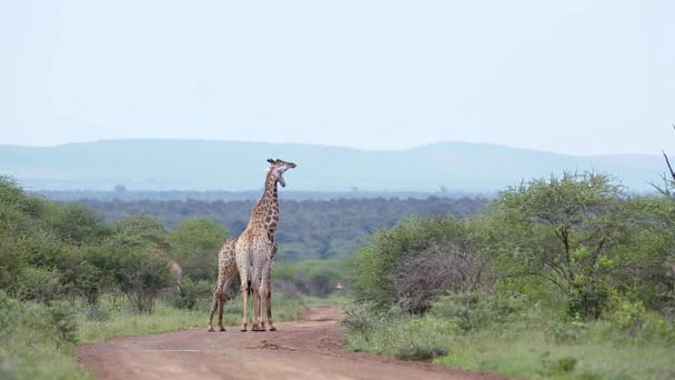 南アフリカのクルーガー国立公園のサファリロードで首を絞めているキリン Giraffa Camelopardalisの種 — ストック動画