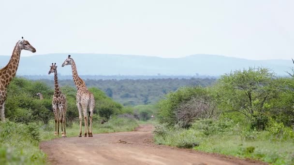Giraffes Necking Safari Road Kruger National Park South Africa Specie — стоковое видео