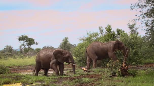 Два Африканських Лісових Слони Ростуть Грязюці Національному Парку Крюгер Пар — стокове відео