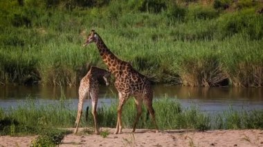 Güney Afrika 'daki Kruger Ulusal Parkı' nda öpüşen iki zürafa; Giraffidae ailesinden Tür Giraffa camelopardalis.