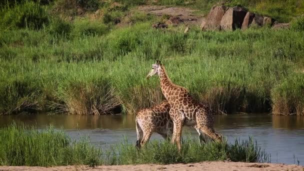 Dos Jirafas Que Cuelgan Orillas Del Río Parque Nacional Kruger — Vídeos de Stock