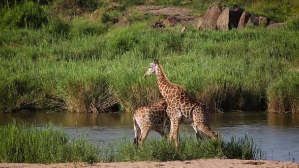 Dwie Żyrafy Szyjące Nad Brzegiem Rzeki Parku Narodowym Kruger Republika — Wideo stockowe