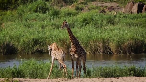 Δύο Καμηλοπαρδάλεις Στην Όχθη Του Ποταμού Στο Εθνικό Πάρκο Kruger — Αρχείο Βίντεο