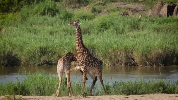 Dwie Żyrafy Szyjące Nad Brzegiem Rzeki Parku Narodowym Kruger Republika — Wideo stockowe