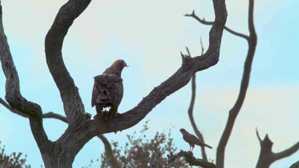 Águila Wahlberg Comiendo Presa Aves Parque Nacional Kruger Sudáfrica Especie — Vídeo de stock