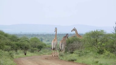 Güney Afrika 'daki Kruger Ulusal Parkı' nda safari yolunda bir grup zürafa ve yaban domuzu; Giraffidae ailesinden Specie Giraffa camelopardalis.