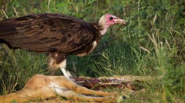 Güney Afrika 'daki Kruger Ulusal Parkı' ndaki impala leşini yiyen kapüşonlu akbaba Accipitridae 'deki Specie ailesi Necrosyrtes Monachus.