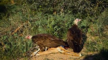 Güney Afrika 'daki Kruger Ulusal Parkı' ndaki impala leşini yiyen kapüşonlu akbaba Accipitridae 'deki Specie ailesi Necrosyrtes Monachus.