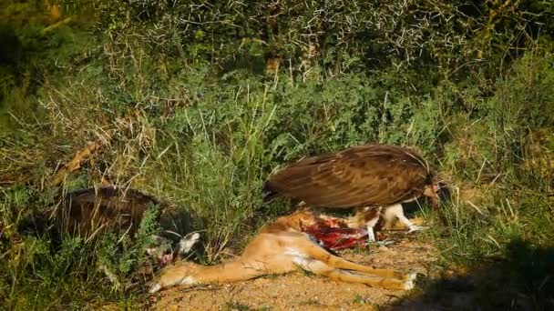 Kapuzengeier Auf Impala Kadaver Kruger Nationalpark Südafrika Familie Necrosyrtes Monachus — Stockvideo