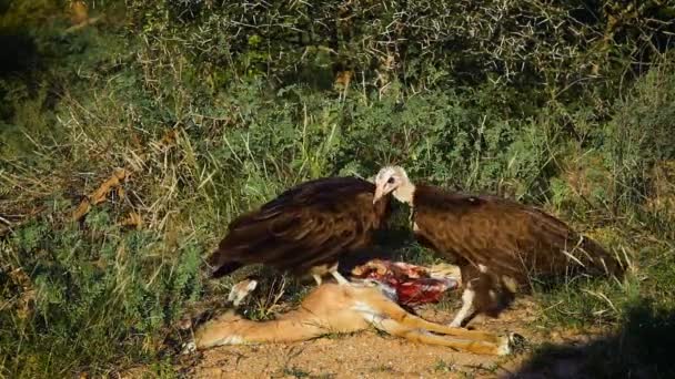 南非克鲁格国家公园的头冠秃鹫清除行动 针形动物的特科花蜜猴 — 图库视频影像