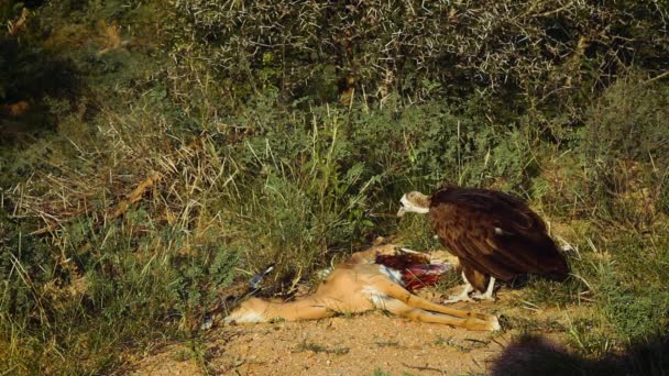 Hooded Vulture Scavenging Impala Carcassin Kruger National Park Zuid Afrika — Stockvideo