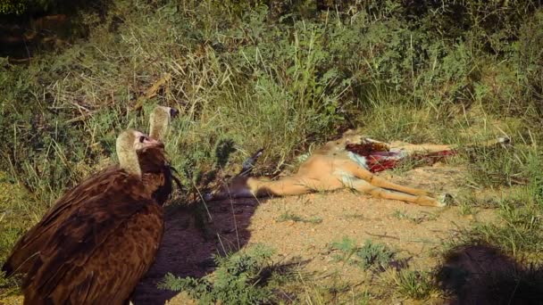 Hooded Gier Benadering Van Een Karkas Kruger National Park Zuid — Stockvideo
