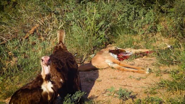 Vautour Capuchon Approche Une Carcasse Dans Parc National Kruger Afrique — Video