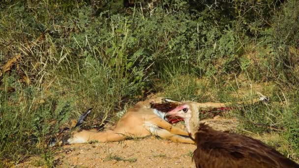 南アフリカのクルーガー国立公園の死体の接近に関するフード付きハゲタカ Acipitridaeの種科ネクロシラテス属のモナコス — ストック動画
