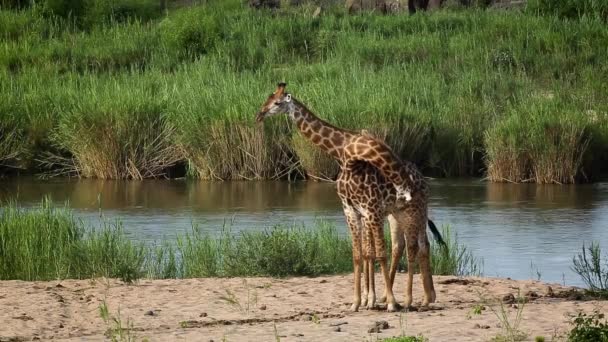 南アフリカのクルーガー国立公園の川沿いで首を絞めている2頭のキリン キリン科のジラファ カモペルダリス科 — ストック動画