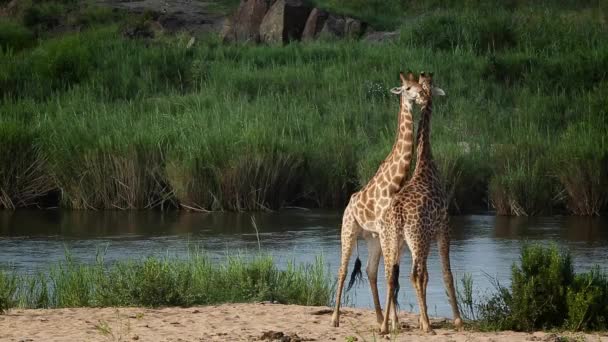 位于南非克鲁格国家公园河边的两只长颈鹿 长颈鹿科长颈鹿科特有种 — 图库视频影像