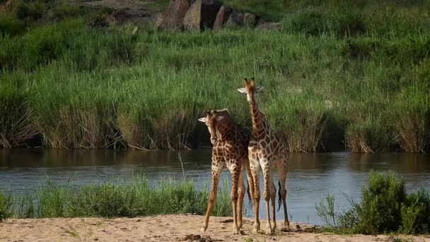 Два Жирафи Які Шиї Березі Річки Національному Парку Крюгер Пар — стокове відео