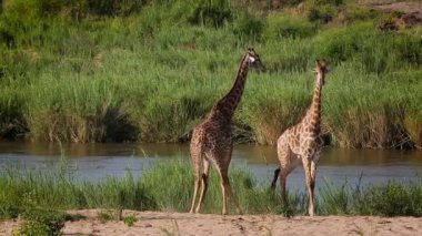 Güney Afrika 'daki Kruger Ulusal Parkı' nda öpüşen iki zürafa; Giraffidae ailesinden Tür Giraffa camelopardalis.