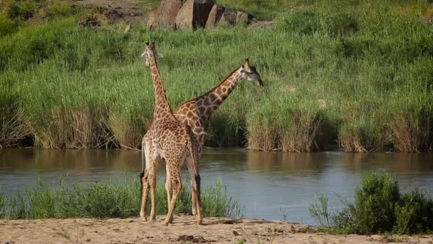 Dos Jirafas Que Cuelgan Orillas Del Río Parque Nacional Kruger — Vídeo de stock