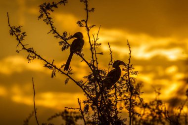 Güney Afrika 'daki Kruger Ulusal Parkı' nda günbatımında çalıların üzerinde duran iki Güney Kırmızı Faturalı Hornbill; Bucerotidae 'nin Specie Tockus Rufirostris ailesi