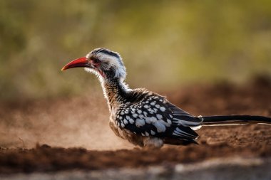 Güney Kırmızısı, Hornbill 'i şafak vakti Güney Afrika' daki Kruger Ulusal Parkı 'nda, Bucerotidae' nin Specie Tockus Rufirostris ailesinde kuma tımar etti.
