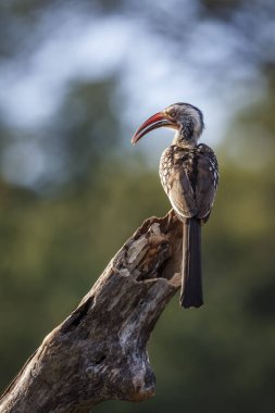 Güney Kırmızı gagalı Hornbill, Güney Afrika 'daki Kruger Ulusal Parkı' nda, Bucerotidae familyasından Specie Tockus Rufirostris 'in dikiz aynasında duruyordu.