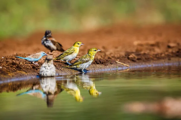 Vesnické Tkalcovství Vrabec Koupání Vodní Díře Kruger National Park Jižní — Stock fotografie