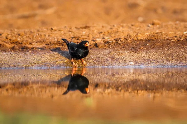 Aldeia Indigobird Bebendo Waterhole Com Reflexão Parque Nacional Kruger África — Fotografia de Stock