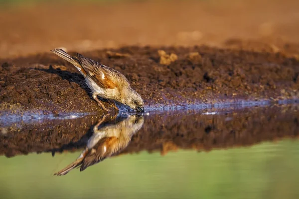 Südlicher Graukopf Sperling Trinkt Wasserloch Mit Spiegelung Kruger Nationalpark Südafrika — Stockfoto
