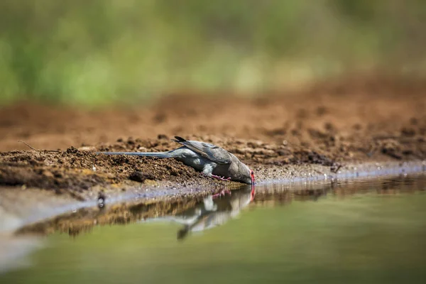 在南非克鲁格国家公园的水坑里喝水的红脸穆塞韦尼 科乌罗科动物科动物 — 图库照片