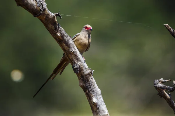 Red Faced Mousebird Standing Branch Front View Kruger National Park — Stock Photo, Image