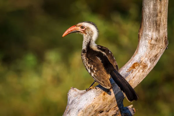Southern Red Billed Hornbill Standing Branch Rear View Kruger National — Stock Photo, Image