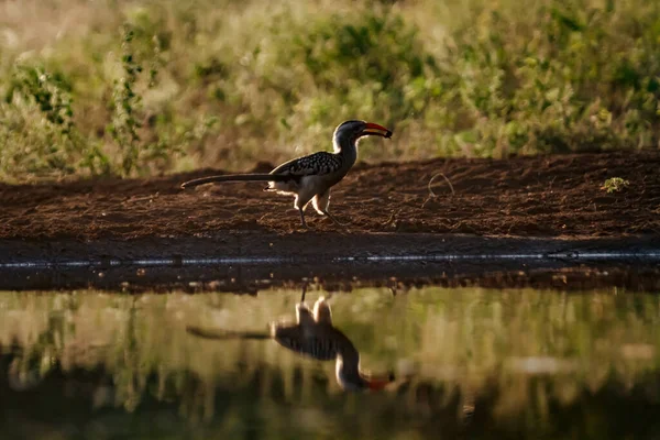 Southern Red Billed Hornbill Ground Food Backlit Kruger National Park — Zdjęcie stockowe