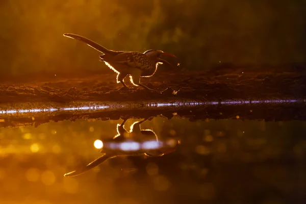 Заході Сонця Національному Парку Крюгер Пар Явився Птах Tockus Rufirostris — стокове фото