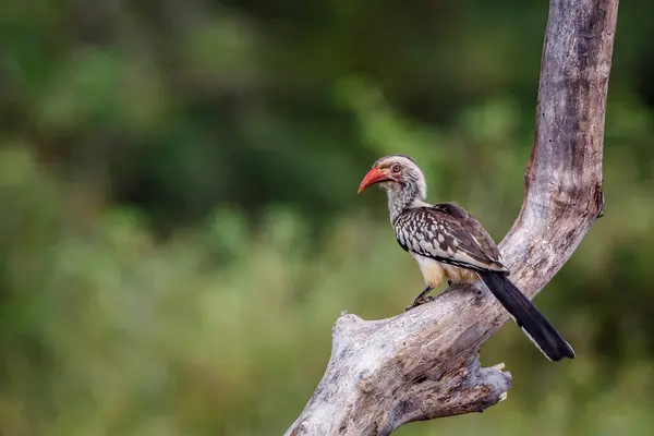 Southern Red Billed Hornbill Standing Log Kruger National Park South — Stock Photo, Image