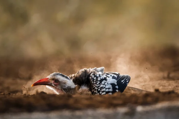在南非克鲁格国家公园 南部红嘴角贝黎明时分在沙地中进行了整形 布塞卢达伊的特科金丝雀 — 图库照片