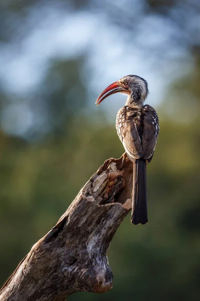 Southern Red Gefactureerde Neushoornvogel Staat Een Boomstam Achteraanzicht Kruger National — Stockfoto