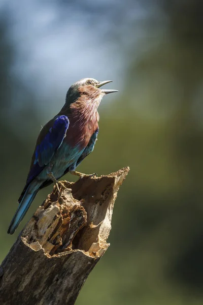 Lilac Breasted Roller Standing Trunk Isolated Natural Background Kruger National — Stock Photo, Image