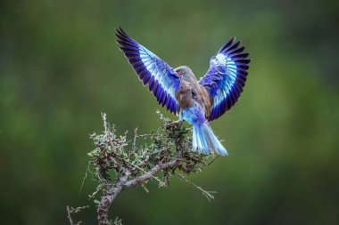 Güney Afrika 'daki Kruger Ulusal Parkı' na inen leylak göğüslü paten, Coracias Coraciidae familyasından uyarıcıdır.