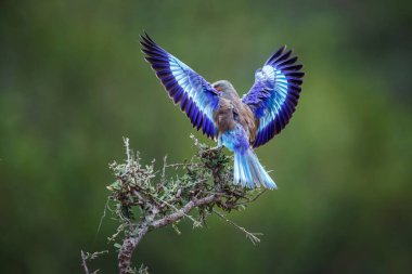 Lilac breasted roller landing open wings in Kruger National park, South Africa ; Specie Coracias caudatus family of Coraciidae clipart