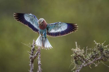 Güney Afrika 'daki Kruger Ulusal Parkı' nda uçuşlarda eflatun göğüslü paten; Specie Coracias Coraciidae familyasından uyarıda bulundu.